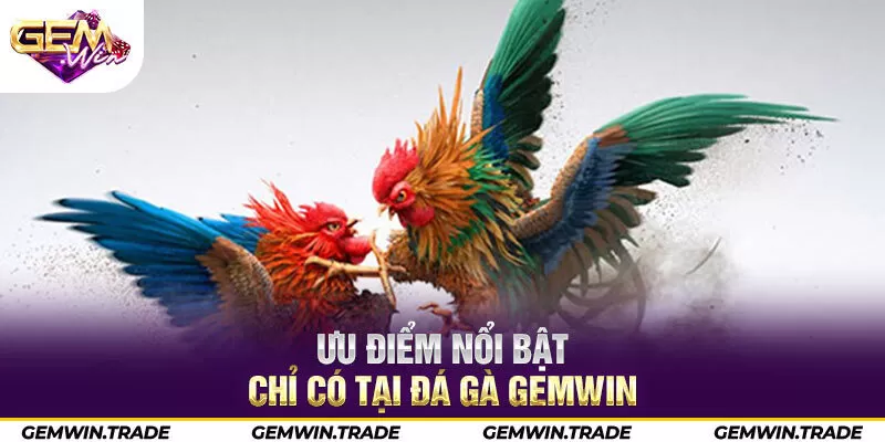 Ưu điểm nổi bật chỉ có tại đá gà Gemwin